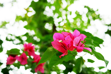 Hibiscus Flowerの写真素材