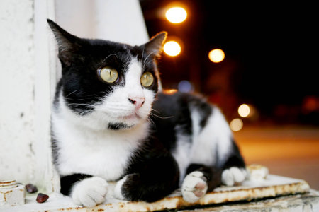 Cute Street Catの写真素材