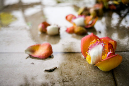 Flower on the floorの写真素材