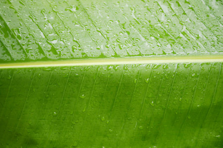 Water dropped on banana leaf.の写真素材