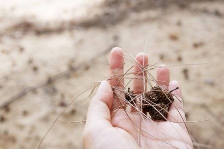 Casuarina seeds in hand with sand backgroundの写真素材