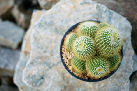 cactus on the rock