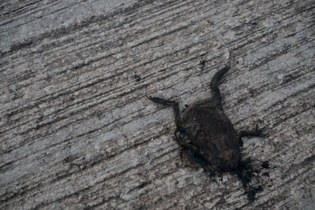 Frog corpse got hit by carの写真素材