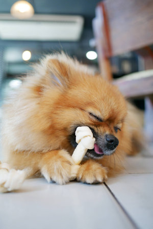 Pomeranian Dog chewing on toy bone