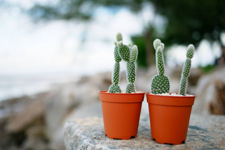 cactus in the potの写真素材