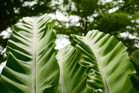 Banana leaves with green nature leaves backgroundの写真素材