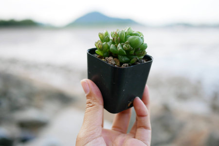 Haworthia Cooperi in hand with beach backgroundの写真素材