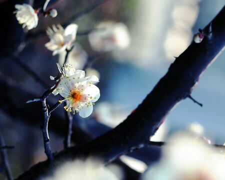 Plum blossomの写真素材