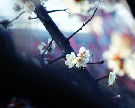 Plum blossomの写真素材