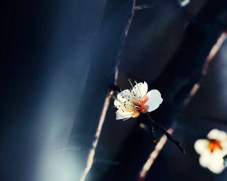 White plumの写真素材