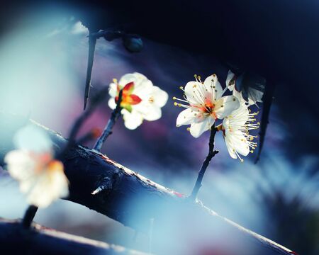 Plum blossomの写真素材