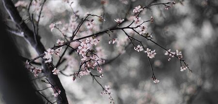 Plum blossomの写真素材