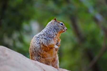 Scoiattoloの写真素材