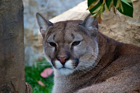 The puma