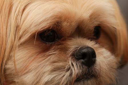Portrait of a brown shih tzuの写真素材