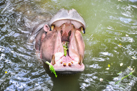 the hippopotamus waiting the food 