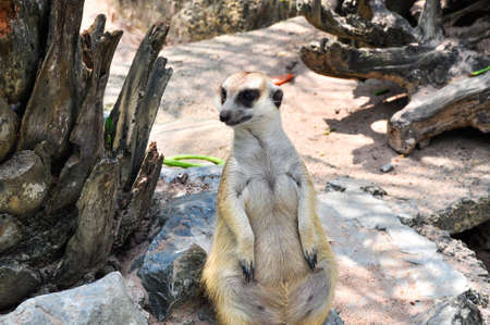 Meerkats portraitの写真素材