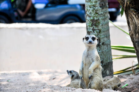Meerkats portraitの写真素材
