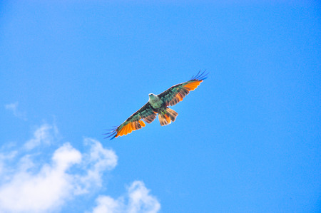 Hawk flying find the feed (red hawk),Red Kite in flight above the hills of Laurieston in...