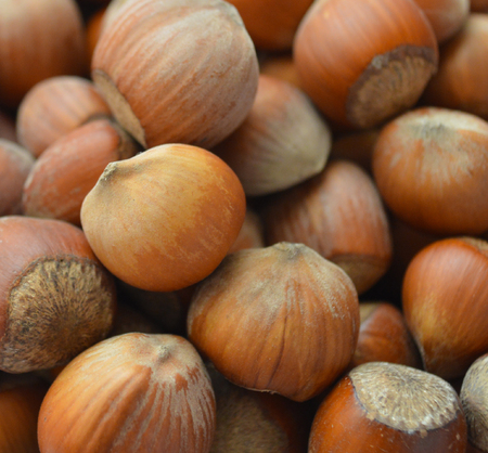 The hazel nuts. Closeupの写真素材