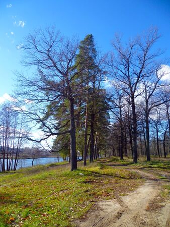 Trees without leaves in autumn forest on a background of warm sun and the path between themの写真素材