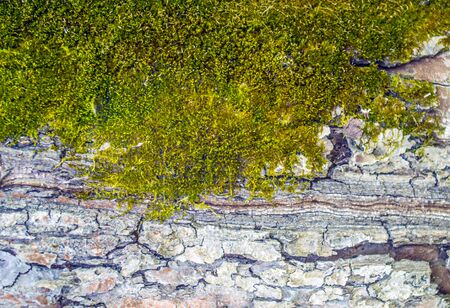 Green moss on top of the bark of a tree. Closeup