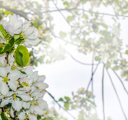 Frame from white flowers of Apple tree against blurred natural backgroundの写真素材