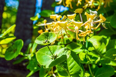 The yellow flower and the unopened budsの写真素材