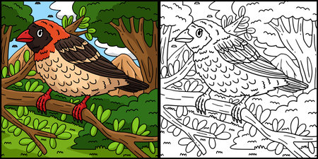 Red Billed Quelea Bird Coloring Page Illustrationのイラスト素材
