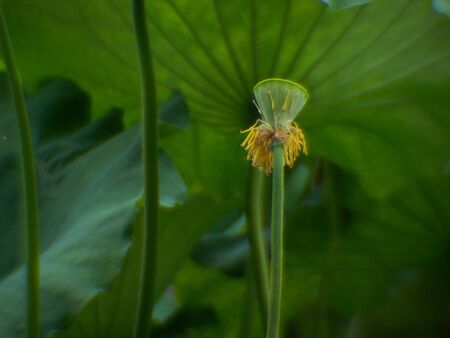 close up of lotusの写真素材