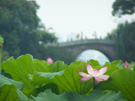 Lotusの写真素材