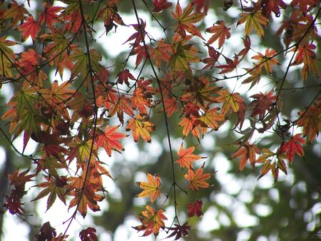 leaf
