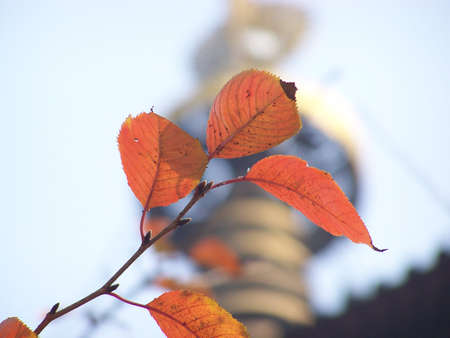 leafの写真素材
