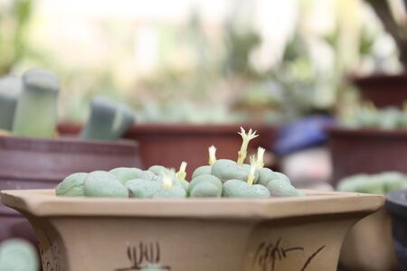 Succulents