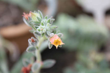 flowersの写真素材