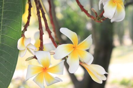 flowersの写真素材