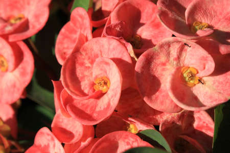 flowersの写真素材