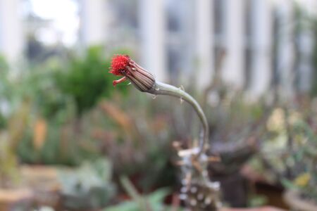 flowerの写真素材