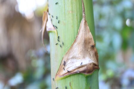 plantの写真素材