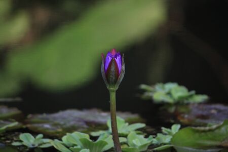 Lotusの写真素材