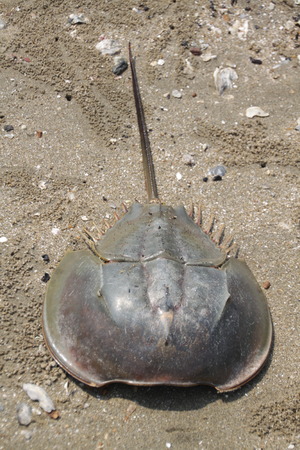 Horseshoe crab