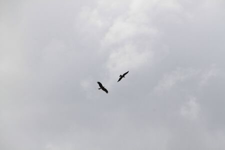 eagleの写真素材