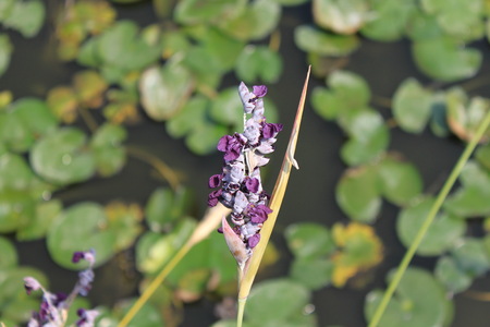 Wild flower close up viewの写真素材