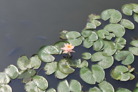 Water liliesの写真素材