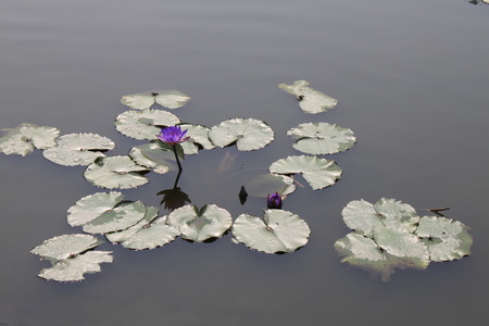 Water liliesの写真素材