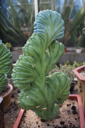 Succulent plants Cactusの写真素材