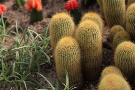 Cactusの写真素材