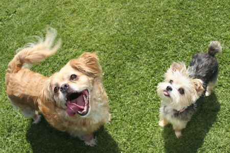 Two dogs sitting by each other in grass looking up