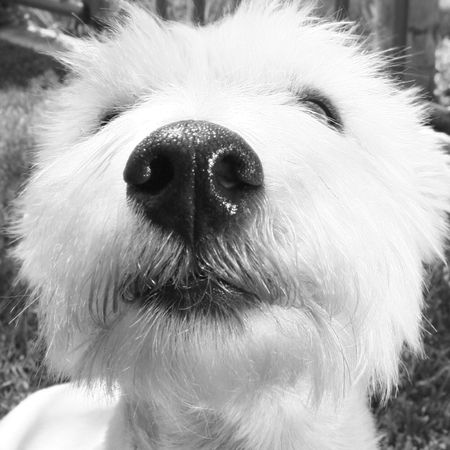 up close of dog's nose
