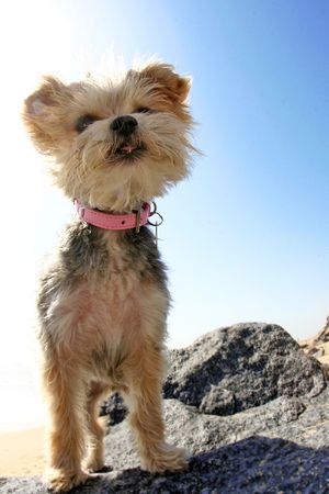 dog standing on rock